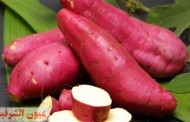البطاطة الحلوة تساعد في الحماية من سرطان الرئةو الفم وتؤخر زهور التجاعيد