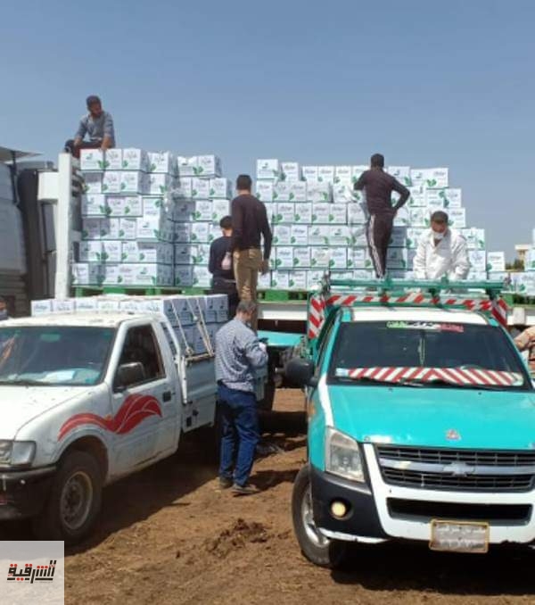 توزيع 18 ألف و 569 كرتونة مواد غذائية مقدمة من بنك الطعام المصري للعمالة اليومية المتضررة من فيروس كورونا بالشرقية