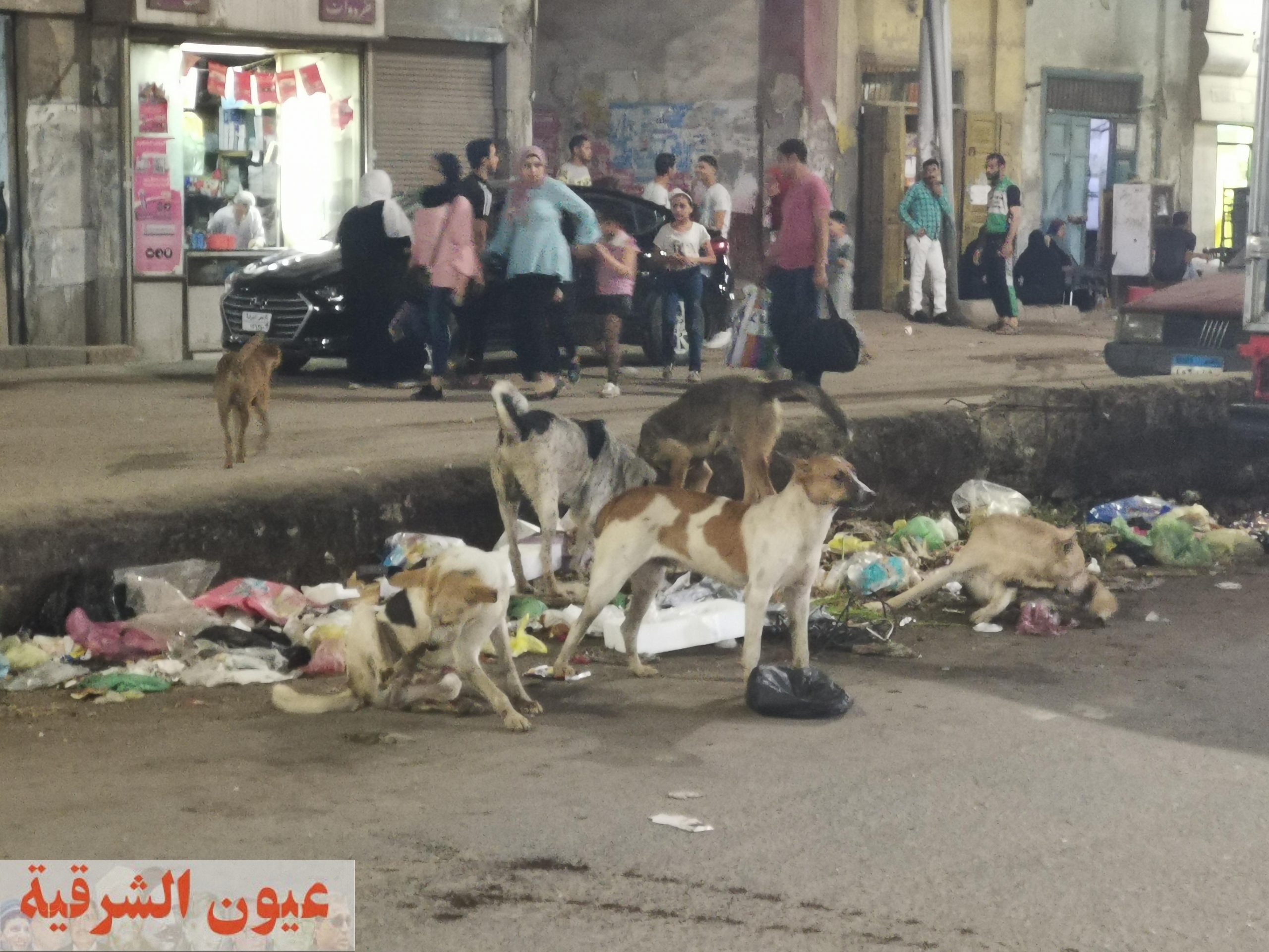 الكلاب الضاله تهدد أرواح أهالى شارع فاروق بالزقازيق