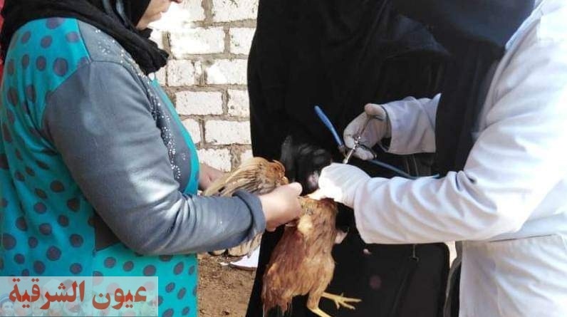 بيطري الشرقية يحصن 173 ألف طائر ضد مرض أنفلونزا الطيور للحفاظ على الثروة الداجنة