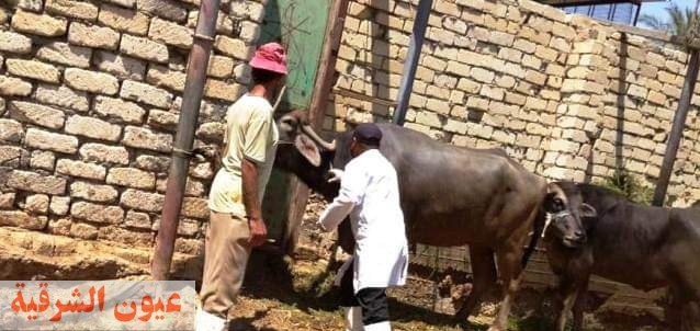 بيطري الشرقية يحصن 18 ألف و 167 رأس ماشية ضد الأمراض الوبائية والمعدية