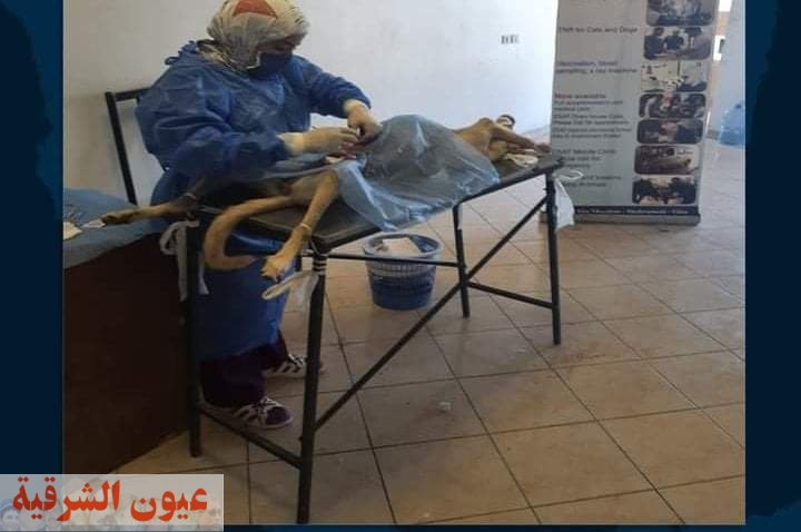 المجتمع المدنى يجرى ٩٥ عملية جراحية لتعقيم الكلاب فى جنوب سيناء