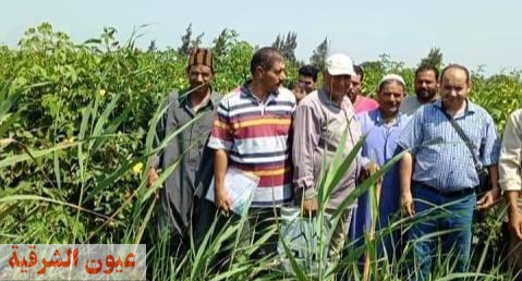 مديرية الزراعة تنفذ يوم حقلي إرشادي مزروع بمحصول القطن بمدينتي الحسينية وصان الحجر