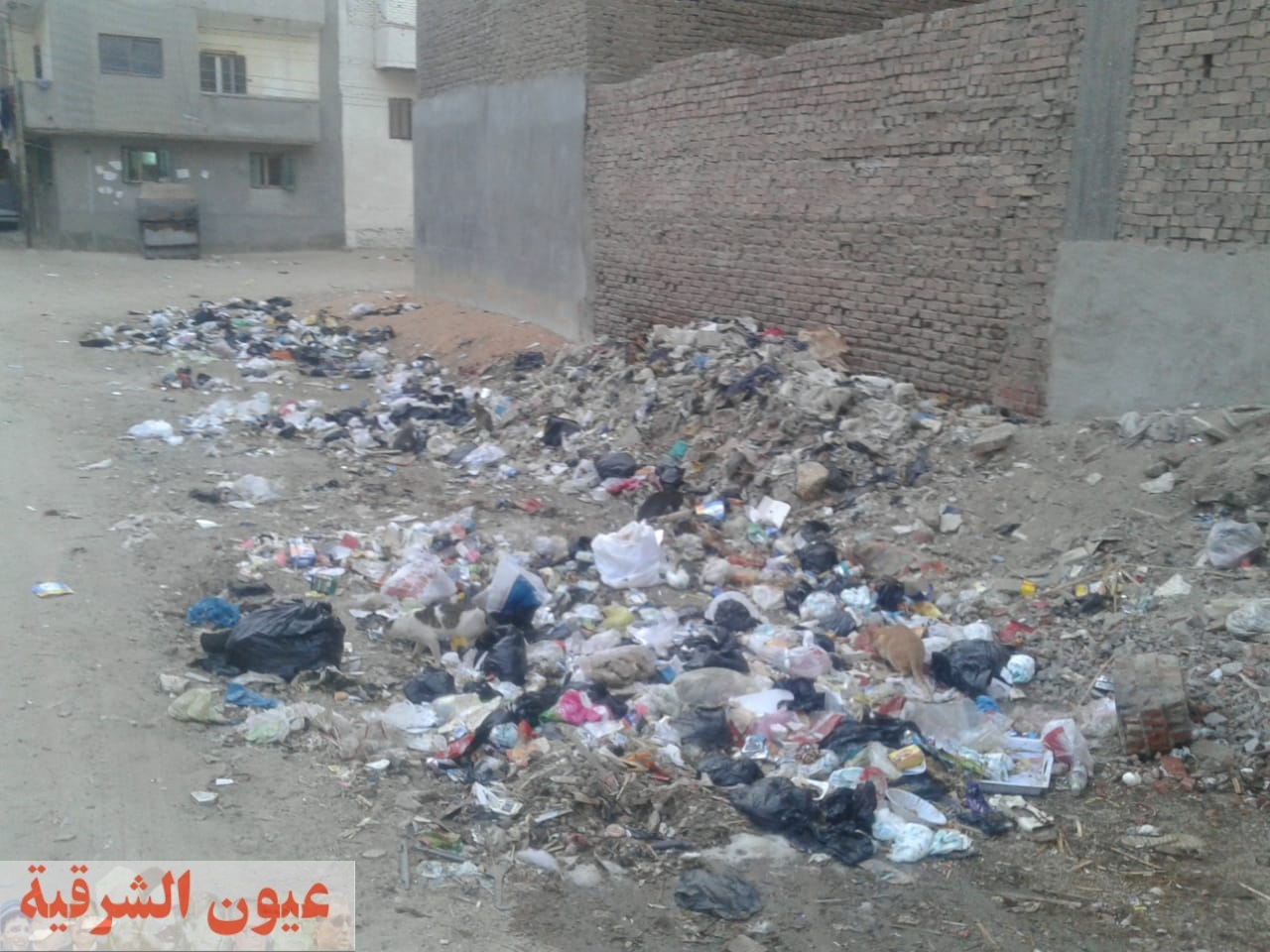 القمامة ومياه المجارى والكلاب الضالة يهددان مواطنى شارع عمر بن عبدالعزيز بمدينة أبوحماد