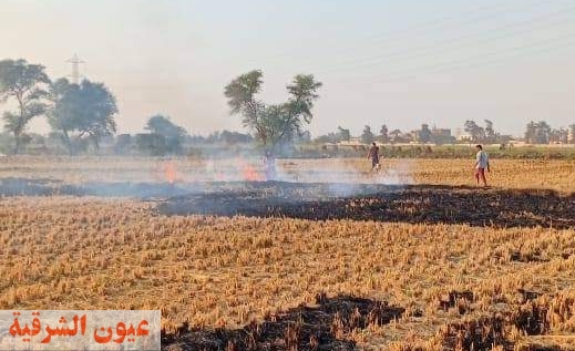 لجان دورية لإحكام الرقابة على عمليات حرق قش الأرز وإتخاذ الإجراءات القانونية ضد المزارعين المخالفين بالشرقية
