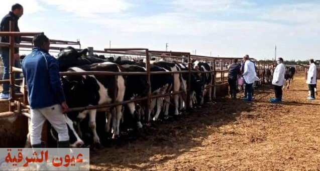 بيطري الشرقية يفحص 2659 رأس ماشية ضد البروسيلا والسل البقري
