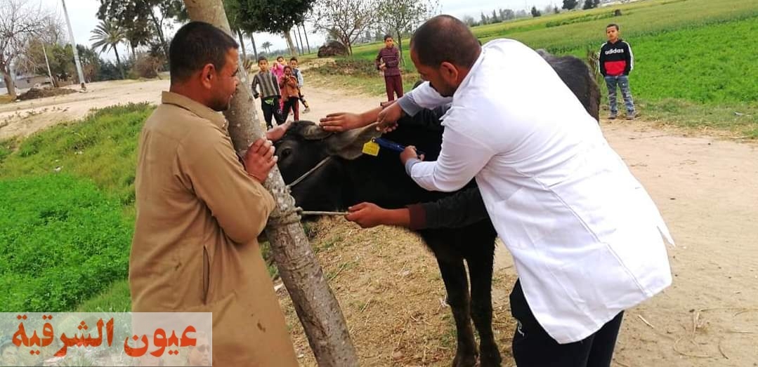 بيطري الشرقية يُحصن 231 ألف و 130 رأس ماشية ضد مرضي الحمي القلاعية وحمي الوادي المتصدع