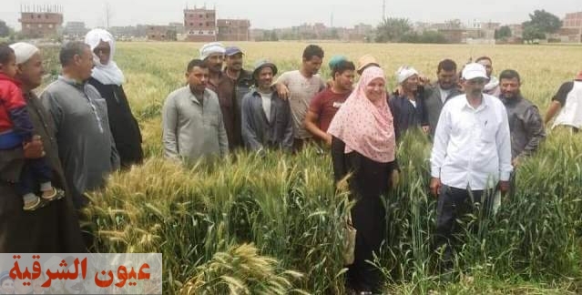 زراعة الشرقية تنفذ مدرسة حقلية إرشادية لمزارعي قرية أم الزين بمركز الزقازيق