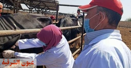 بيطري الشرقية : فحص و إختبار 7079 رأس ماشية ضد البروسيلا والدرن