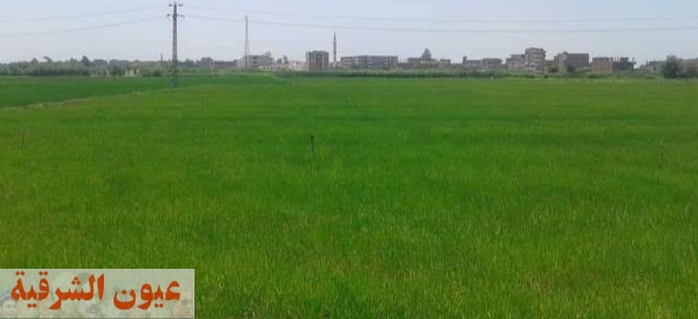 زراعة الشرقية تُنفذ يوم حصاد لحقل إرشادي مزروع بمحصول الأرز بقرية السدس بالإبراهيمية