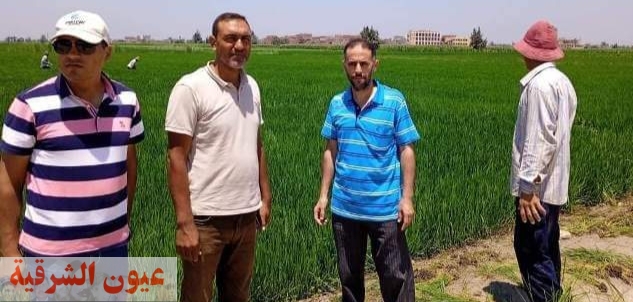 زراعة الشرقية تنفذ مدارس حقلية للنهوض بمحصول الأرز بمركزي أبو كبير وكفر صقر
