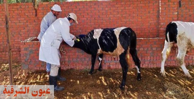 بيطري الشرقية يُحصن 175 ألف و 51 رأس ماشية للوقاية من مرض الحمى القلاعية وحمى الوادي المتصدع