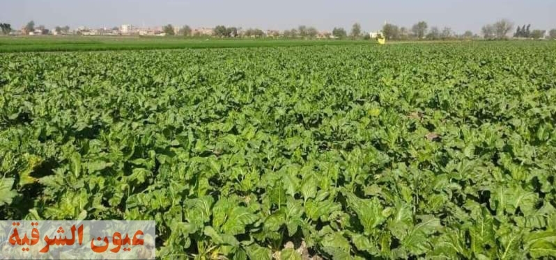 زراعة الشرقية تُنفذ مدرسة حقلية إرشادية عن زراعة محصول بنجر السكر لمزارعي قرية العراقي بأبو حماد