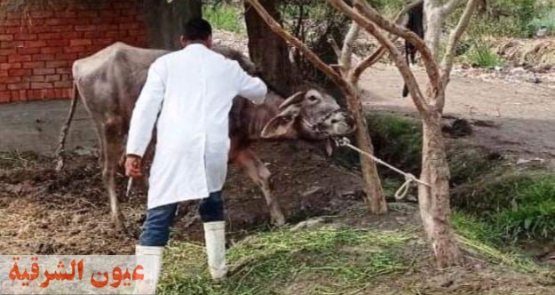 بيطري الشرقية يُحصن 475 ألف و 833 رأس ماشية للوقاية من مرض الحمى القلاعية والوادي المتصدع
