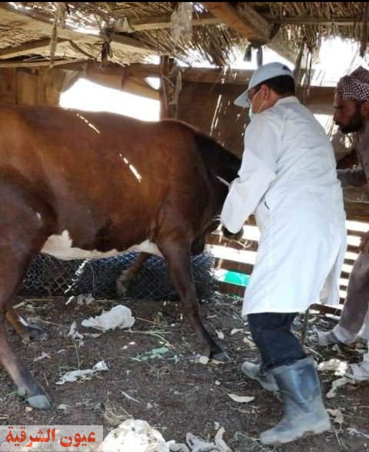 تحصين 337 ألف و461 رأس ماشية ضد مرضى التهاب الحمى القلاعية وحمى الوادي المتصدع بالشرقية