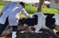 بيطري الشرقية يُحصن 86 ألف و 290 رأس أبقار للوقاية من مرض التهاب الجلد العقدي