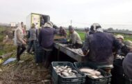 إنطلاق موسم صيد الأسماك بالمزارع السمكية بالعباسة بأبو حماد