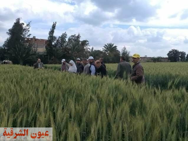 يوم حقلي إرشادي عن محصول القمح لمزارعي قرية الرباعي بمركز كفر صقر