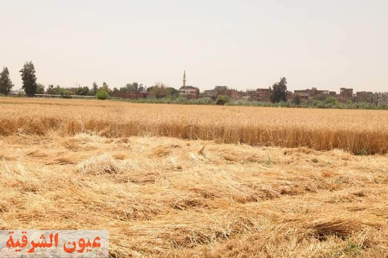 إنتظام أعمال توريد محصول القمح لشون وصوامع محافظة الشرقية