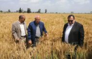 ندوة حول زراعات القمح والحقول الإرشادية بالدقهلية