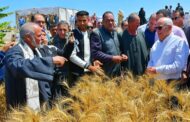 محافظ بورسعيد يشهد حصاد محصول الذهب الاصفر بشرق بورسعيد بمنطقة سهل الطينة 