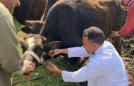 فحص 2234 رأس ماشية ضد البروسيلا و 2014 ضد السل البقري بالشرقية