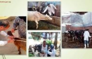 تحصين الماشية للوقاية من مرض الحمى القلاعية و  مرض حمى الوادى المتصدع