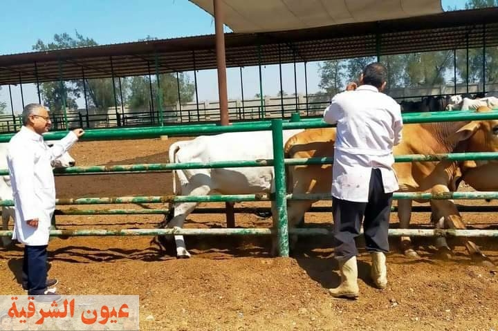 تحصين رأس ماشية ضد مرضي الحمى القلاعية و حمى الوادي المتصدع