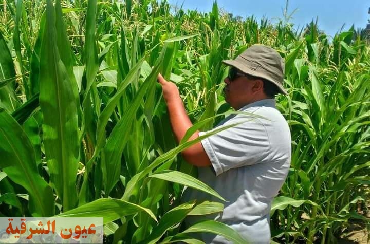  استمرار التوسع في زراعة المحاصيل الإستراتيجية الصيفية فى بور سعيد