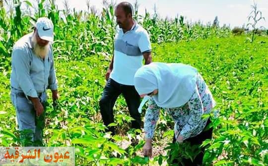 ندوات ارشادية للمزارعين عن ترشيد المياه والزراعات الصيفية فى كفر الشيخ 
