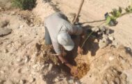 التنمية المحلية تتابع تنفيذ المبادرة الرئاسية لزراعة 100 مليون شجرة فى المنيا