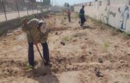 محافظ المنيا يوجه بزراعة أشجار مثمرة وأخرى للزينة ضمن مبادرة 