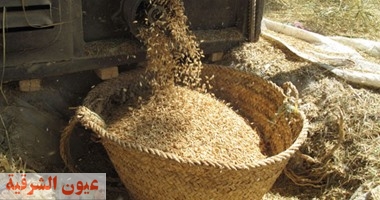 وكيل وزارة الزراعة بالشرقية يتابع انتظام حصاد محصول الأرز