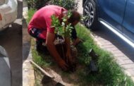محافظ الإسكندرية يعلن زراعة 260 ألف شجرة بأحياء المحافظة