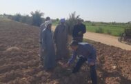 بحوث الصحراء تنظم قوافل إرشادية لمزارعي قري الخريجين في توشكي