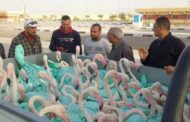 وزارة البيئة تضبط 60 طائر فلامنجو وتعيده للحياة البرية في بورسعيد
