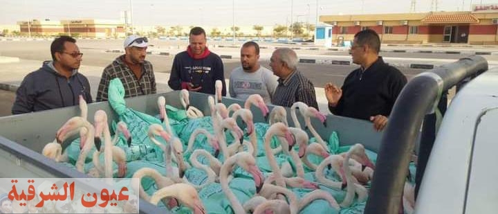 وزارة البيئة تضبط 60 طائر فلامنجو وتعيده للحياة البرية في بورسعيد
