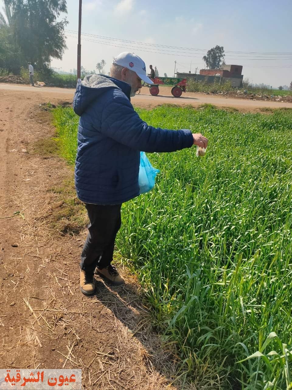زراعة الشرقية : إستمرار فعاليات حملة محصول القمح بمراكز المحافظة فبراير 2024