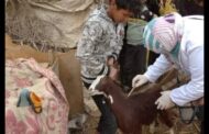 بيطري الشرقية: ينظم قافلة طبية علاجية ب بقرية عرب شمس التابعة لمركز فاقوس