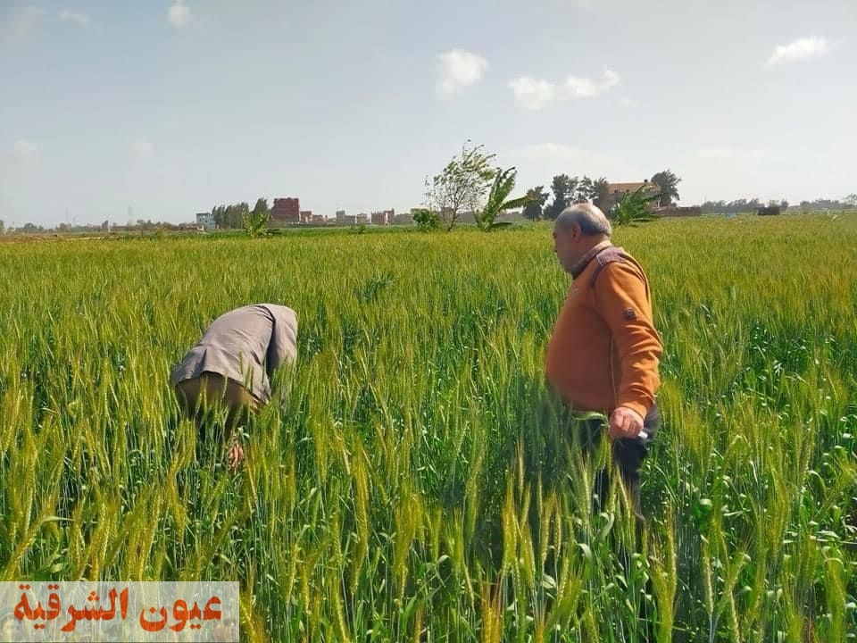 محافظ كفر الشيخ يتابع جهود الفرق التوعوية للمحاصيل الزراعية الشتوية