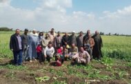 محافظ كفرالشيخ: ندوات وقوافل زراعية لتعزيز الوعي بممارسات الزراعة الحديثة