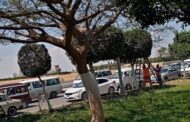 محافظة الإسماعيلية: صيانة حدائق وميادين المحافظة تمهيدًا للإحتفال بأعياد الربيع