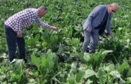 محافظ كفر الشيخ يتابع جهود الفرق الزراعية في فحص الزراعات الشتوية