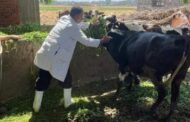 بيطري الشرقية يُحصن 434 ألف و 126 رأس ماشية ضد مرضى الحمى القلاعية و حمى الوادي المتصدع
