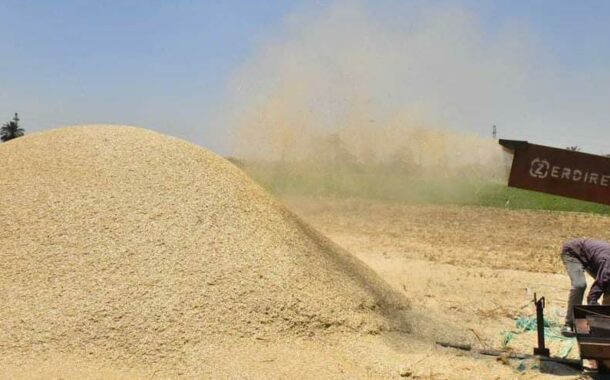 محافظ أسيوط يعلن عن إجمالي ما تم حصاده من القمح حتى الآن