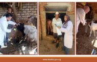 بيطري الشرقية: تحصين ٥٠٨ ألف و ٦٩٦ رأس ماشية ضد مرضى الحمى القلاعية